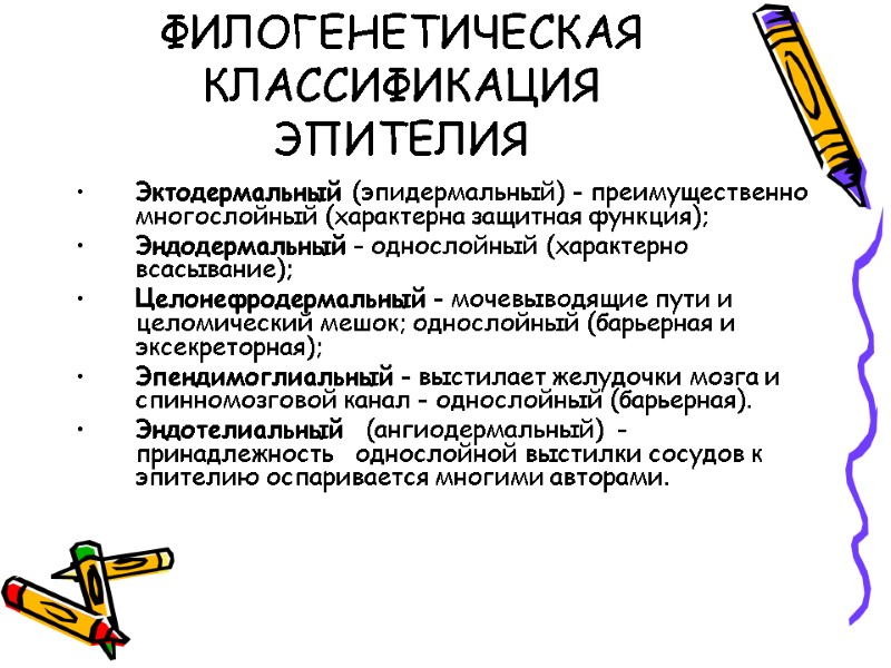 ФИЛОГЕНЕТИЧЕСКАЯ КЛАССИФИКАЦИЯ ЭПИТЕЛИЯ Эктодермальный (эпидермальный) - преимущественно многослойный (характерна защитная функция); Эндодермальный - однослойный